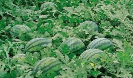 大邱庄吃瓜,揭秘乡村美食传奇