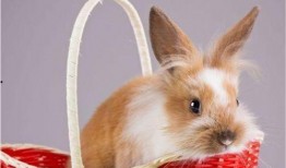 兔仙魅惑吃瓜,一场奇幻仙界的甜蜜诱惑