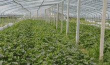 荆门最新吃瓜,揭秘背后惊人真相！