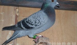 羽鸽同行吃瓜杯,揭秘吃瓜杯背后的精彩故事