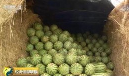 中国吃瓜群众歌曲,一曲描绘当代社会现象的流行旋律