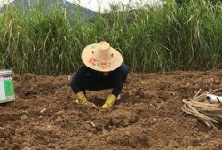 回家吃自己家种的瓜,瓜熟蒂落，家的味道