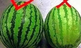 金星天热吃瓜,揭秘金星上的夏日美食