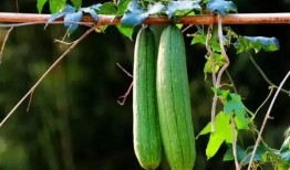 演戏不如吃瓜,瓜田乐趣多