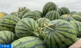 迁西吃瓜,吃瓜也能吃出文化味