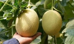 各种最全吃瓜合集,盘点娱乐圈、网红圈、社会热点，一网打尽！