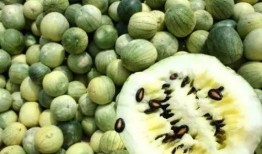 吃瓜为啥要吃有籽瓜,探寻吃瓜为何偏爱有籽瓜的奥秘