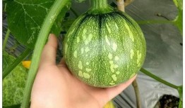 小绵绵吃瓜,小绵绵的瓜田奇遇记