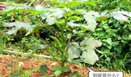 摘白瓜吃西瓜,一场味蕾的奇妙之旅