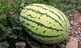 吃瓜衡阳,吃瓜群众的视角看城市变迁