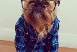 搞笑动物带你吃瓜,笑料横生！搞笑动物带你开启欢乐吃瓜之旅