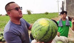 美国最新吃瓜新闻事件,揭秘震惊社会的惊天事件