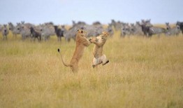 搞笑动物带你吃瓜,笑料横生！搞笑动物带你开启欢乐吃瓜之旅