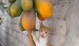 吃瓜表情包砂糖橘,吃瓜群众的欢乐源泉