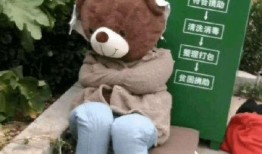 吃瓜小熊打架图片,一场萌态十足的“打架”大戏