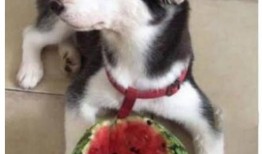 瓜哥吃瓜哈士企,揭秘哈士奇背后的趣味故事