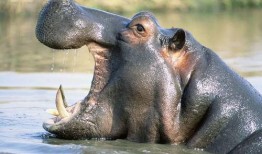 河马吃凉瓜,凉瓜的清凉诱惑