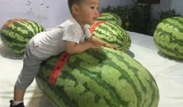 新兴吃瓜事件,新兴吃瓜事件背后的真相与反思