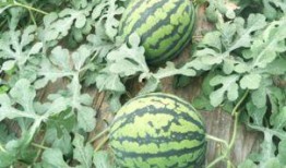 什么羊瓜什么一起吃,营养互补的美食搭配探索