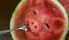 吃瓜吃出猪头寓意,揭秘生活中的意外寓意