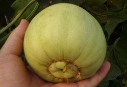 吃比较甜的瓜,探寻最诱人的甜味瓜类