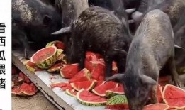 吃瓜博主直播切片