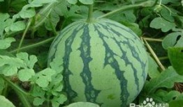 肾病瓜可以吃吗,瓜类食物的适宜与禁忌