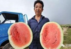 大瓜怎样吃,解锁美味新境界