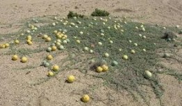 祖宗吃瓜,揭秘古代宫廷的消闲生活