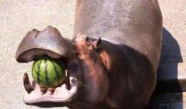 吃瓜小河马,揭秘娱乐圈幕后故事