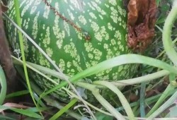 青藤之恋吃瓜状态,揭秘吃瓜群众的狂欢盛宴