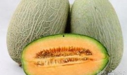 安提瓜是哈密瓜吗怎么吃,安提瓜哈密瓜的独特风味与多样食用方法