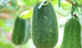 肾病瓜可以吃吗,瓜类食物的适宜与禁忌