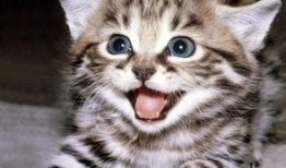 娱乐吃瓜酱大猫咪,揭秘娱乐圈背后的喵星人故事