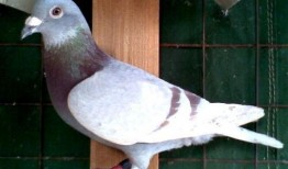 羽鸽同行吃瓜杯,揭秘吃瓜杯背后的精彩故事