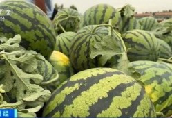 保定吃瓜上谷大观,探寻上谷大观美食之旅