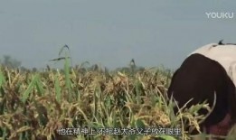 吃瓜人格分裂,揭秘吃瓜人格的多元世界