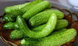 星仔吃刺瓜,星仔的刺瓜冒险之旅