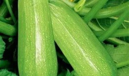 大邱庄吃瓜,揭秘乡村美食传奇