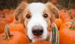 狗吃葫芦瓜好吗