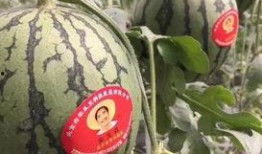 明斯克吃瓜事件,一场引发国际关注的误会风云