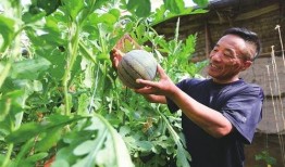 吃瓜集和地,揭秘娱乐圈背后的秘密与土地变迁