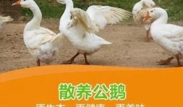 吃瓜鹅星社,揭秘娱乐圈幕后故事，带你领略明星真实生活