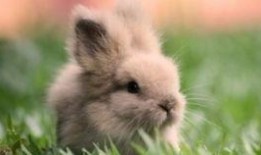 兔子女吃瓜,兔子女的瓜田奇遇记