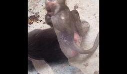 大马猴吃瓜视频,揭秘娱乐圈幕后故事