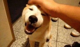 吃瓜源头.中国狗头,中国狗头背后的故事与影响