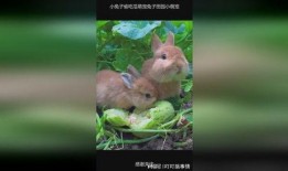 兔子兔子吃瓜,欢乐吃瓜时光