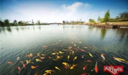 成都兴隆湖吃瓜,夏日消暑吃瓜胜地，悠闲生活新体验