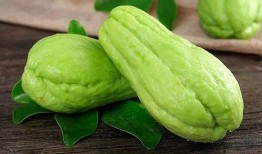 山鼠吃佛手瓜吗,揭秘它们对佛手瓜的喜爱之谜