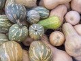 吃瓜来盘它